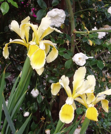 Iris jaunes et roses blanches à Diebolsheim, en alsace